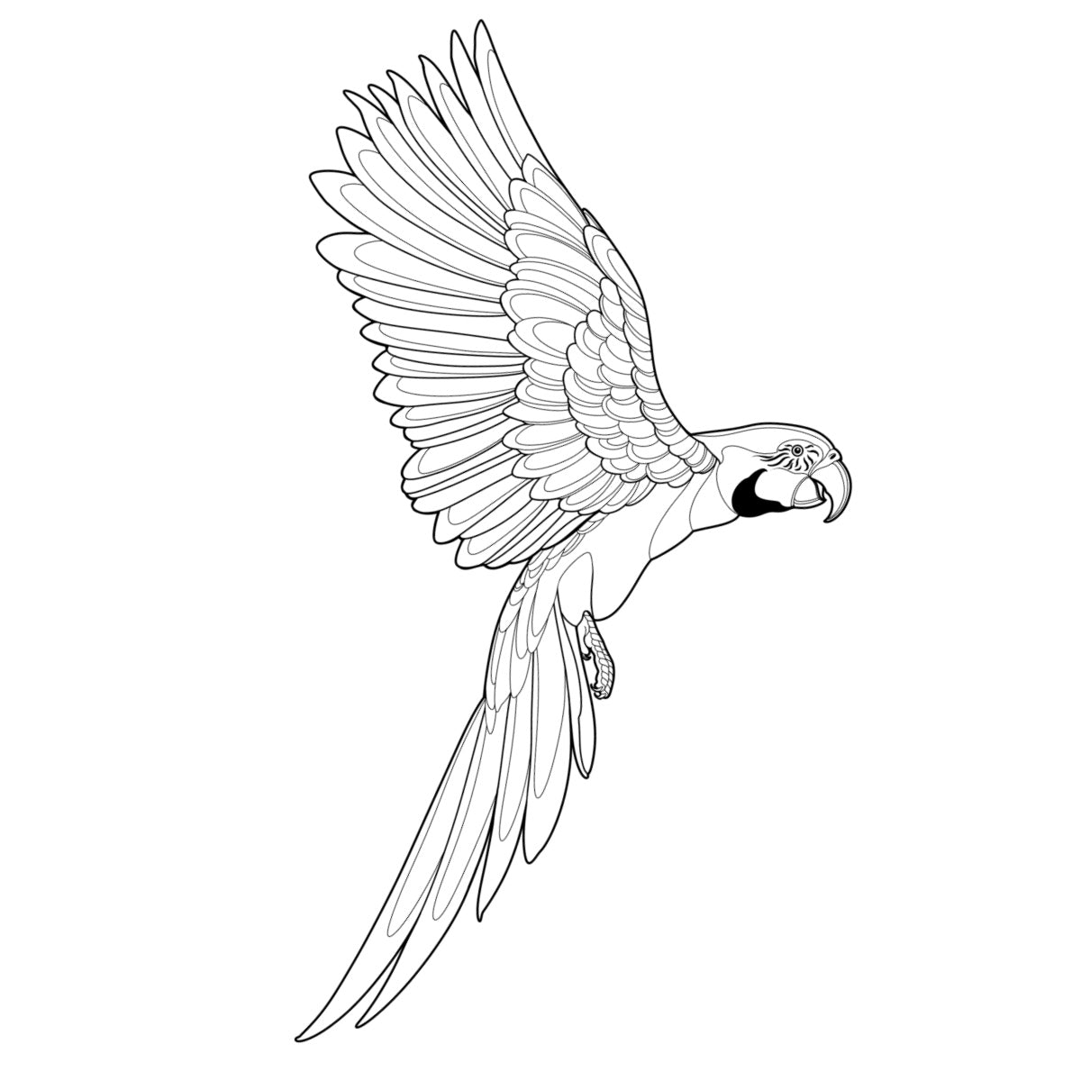 Tatuagem Série Pássaros Papagaio 01