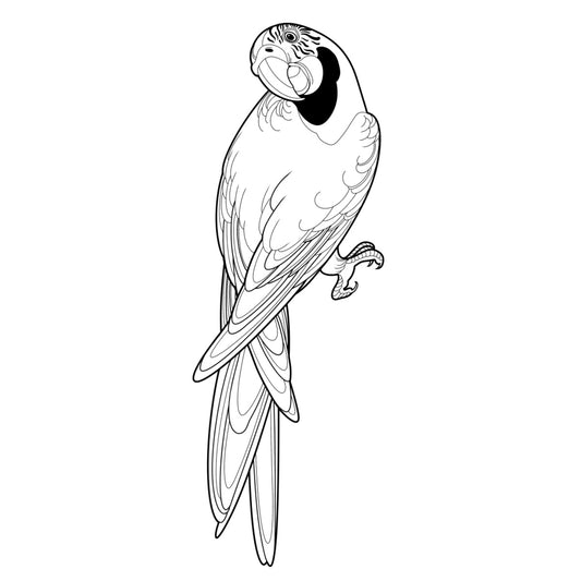 Tatuagem Série Pássaros Papagaio 02