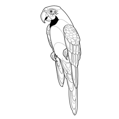 Tatuagem Série Pássaros Papagaio 05