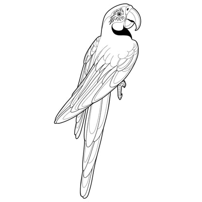 Tatuagem Série Pássaros Papagaio 09