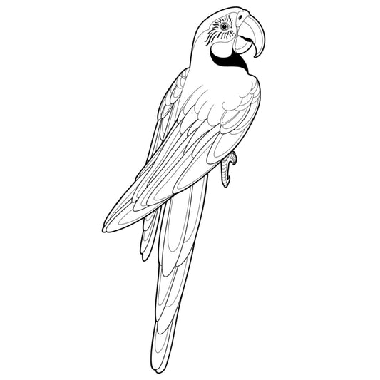 Tatuagem Série Pássaros Papagaio 09
