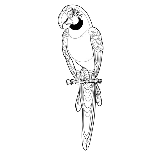 Tatuagem Série Pássaros Papagaio 10