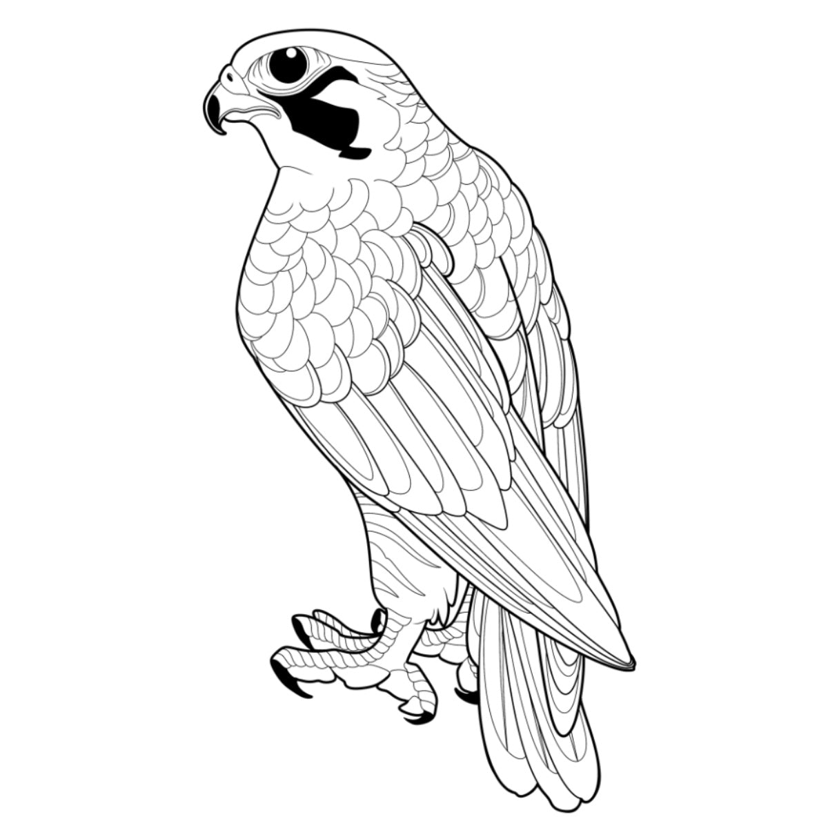 Tatuagem Série Pássaros Falcão 09